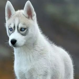 Meet your Posher, Dawn