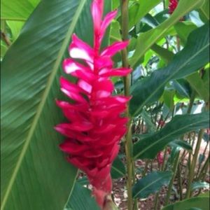 Meet your Posher, Bev