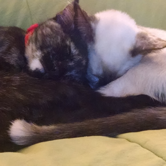 Meet your Posher, Angela - Picture 5 of 5