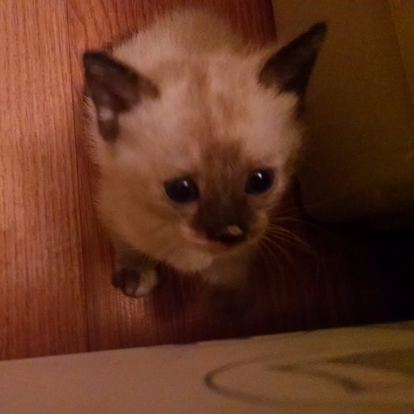 Meet your Posher, Angela - Picture 2 of 5