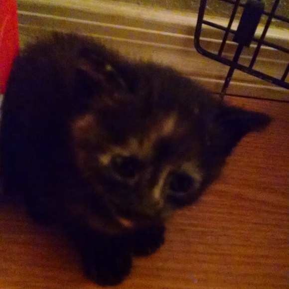 Meet your Posher, Angela - Picture 3 of 5