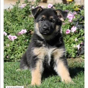 Meet your Posher, Carol