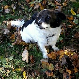 Meet your Posher, Frankie