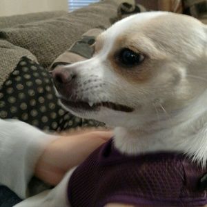 Meet your Posher, Morgan