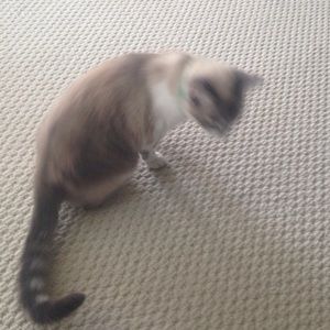 Meet your Posher, Gina