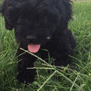 Meet your Posher, Alyssa