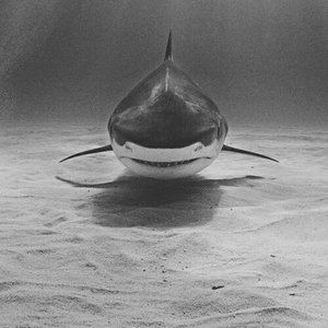 Meet your Posher, Dan