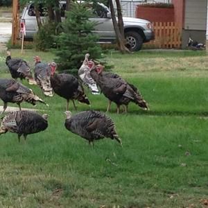 Meet your Posher, Lucille