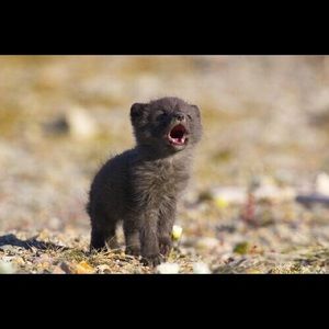 Meet your Posher, Cheyenne