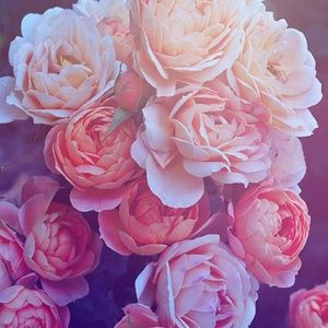 Meet your Posher, Rebekah