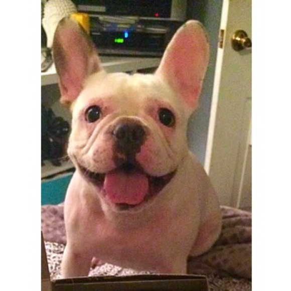 ↠ISO French Bulldog Stuff!↞ - Picture 2 of 4