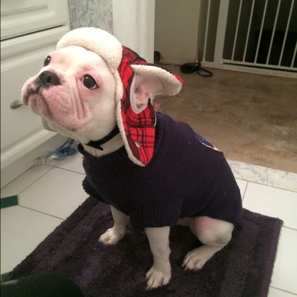 ↠ISO French Bulldog Stuff!↞ - Picture 4 of 4