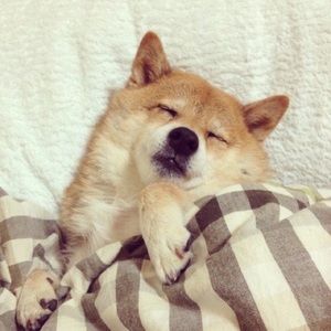 Meet your Posher, Bella