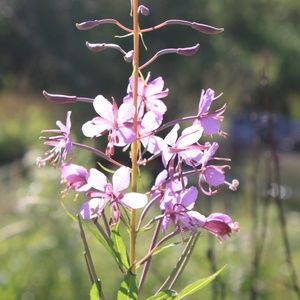 Meet your Posher, Meridian