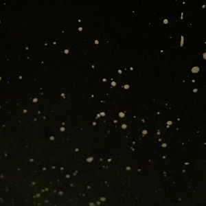 Meet your Posher, Ronald