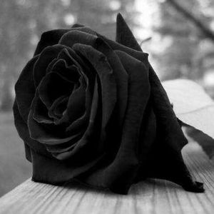 Meet your Posher, Jackeline