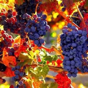 Meet your Posher, Tracie