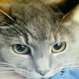 Meet your Posher, Evie