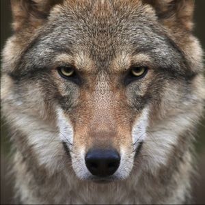 Meet your Posher, Zoe