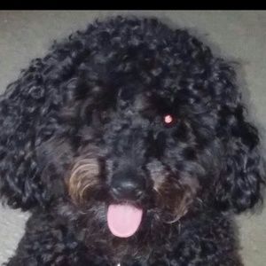 Meet your Posher, Boyce