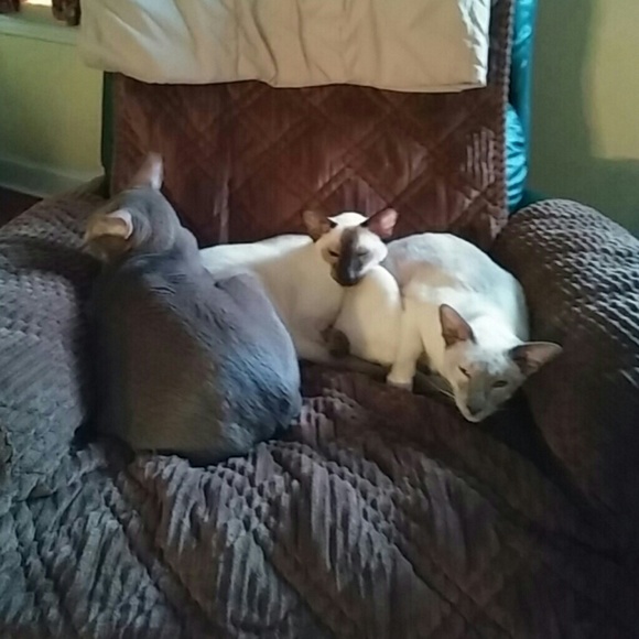 Meet your Posher, Shawn - Picture 2 of 2