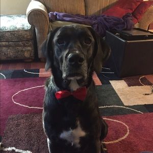 Meet your Posher, Samantha