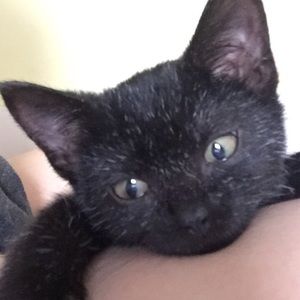 Meet your Posher, Ally