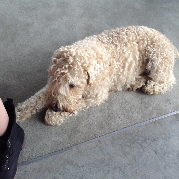 Meet your Posher, Nicole - Picture 1 of 1