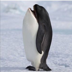 Meet your Posher, Ivy