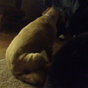 Meet your Posher, Grace