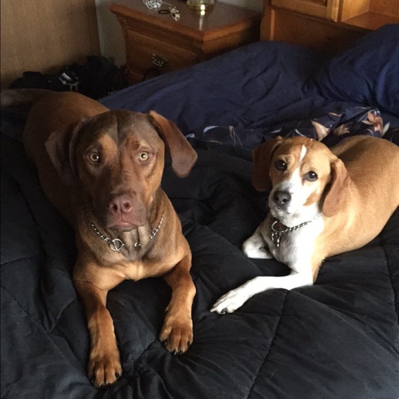 Meet your Posher, Lauren - Picture 3 of 3