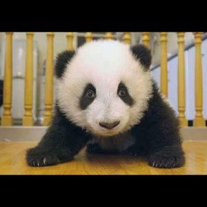 Meet your Posher, Veronica