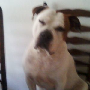 Meet your Posher, Chopper