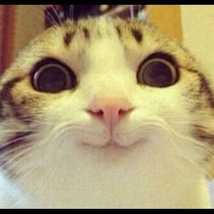 Meet your Posher, Sidni