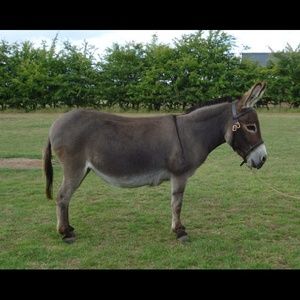 Meet your Posher, Johnny