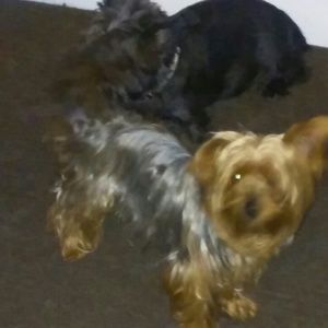 Meet your Posher, Al