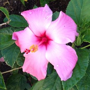 Meet your Posher, Monique