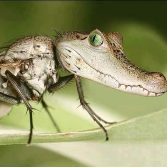 Meet your Posher, Eva - Picture 1 of 1