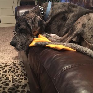 Meet your Posher, Alissa