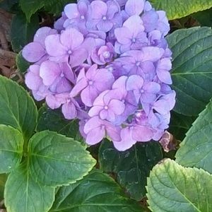 Meet your Posher, Ellen