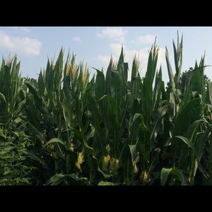 Meet your Posher, Barb