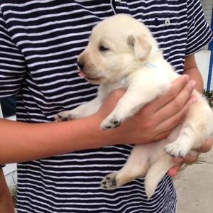 Meet your Posher, Kenny