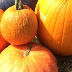 Meet your Posher, Diana