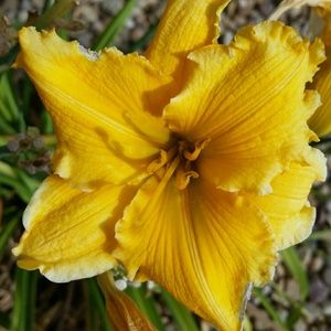 Meet your Posher, Trisha