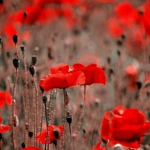 Meet your Posher, Belinda