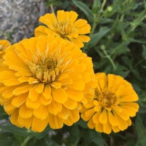 Meet your Posher, Anjila