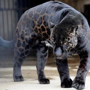 Meet your Posher, Paige