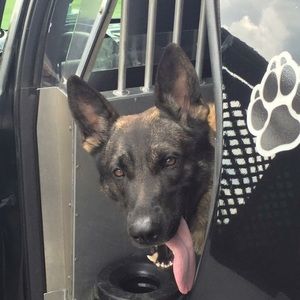 Meet your Posher, Dawn