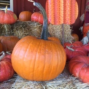 Meet your Posher, Morgan