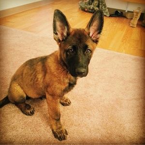 Meet your Posher, Brandy